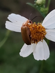 Nemognatha piazata