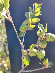 Quercus vaseyana