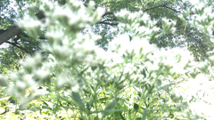Eupatorium altissimum