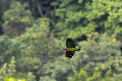 Amazona versicolor