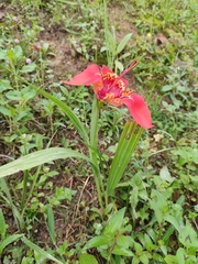 Tigridia pavonia