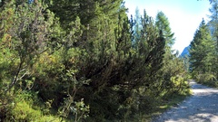 Pinus mugo