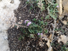 Thymus odoratissimus