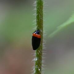 Phymatostetha deschampsi