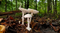Amanita abrupta