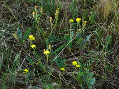 Crepis setosa