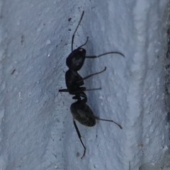 Camponotus vagus