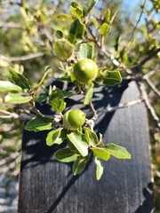 Quercus vaseyana