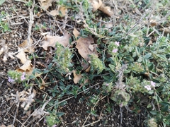 Thymus odoratissimus