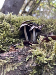 Pseudosperma sororium