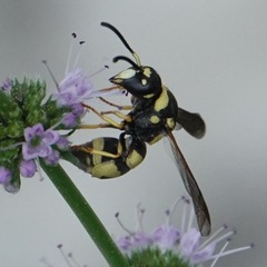 Antepipona