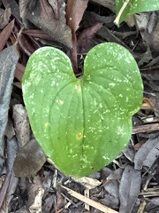 Maianthemum dilatatum