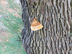 Inocutis tamaricis