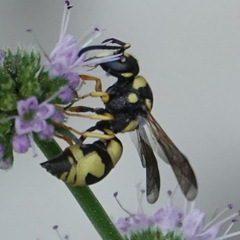 Antepipona
