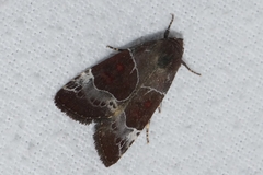 Hampsonodes