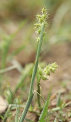 Cenchrus longispinus