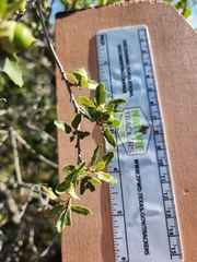 Quercus vaseyana