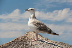 Larus michahellis