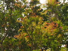 Pterophylla fraxinea