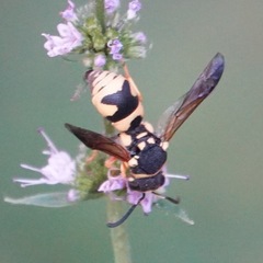 Antepipona
