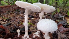 Amanita abrupta