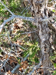 Quercus vaseyana