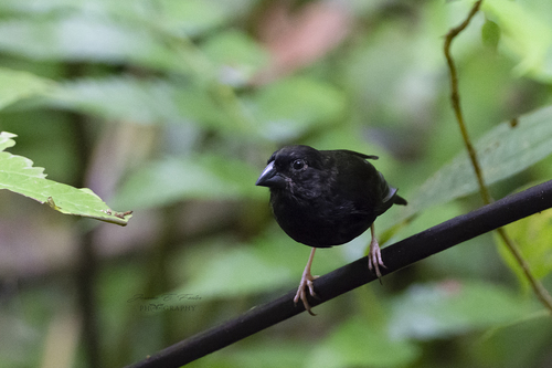 Melanospiza richardsoni