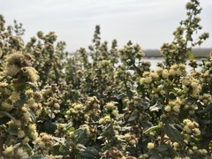 Baccharis pilularis