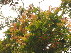 Pterophylla fraxinea