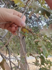 Burnettweldia washingtonensis