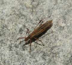 Berytinus