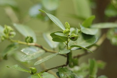Gyropsylla ilecis