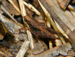 Tettigidea lateralis