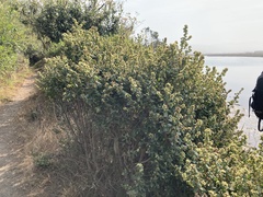 Baccharis pilularis
