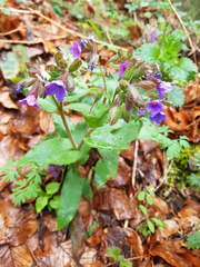 Pulmonaria affinis