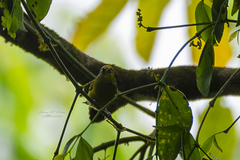Chlorophonia musica flavifrons