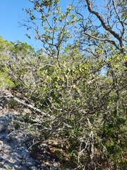 Quercus vaseyana