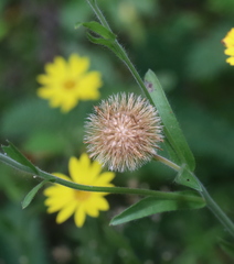 Bradburia pilosa