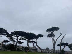 Cupressus macrocarpa