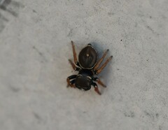 Zenodorus orbiculatus