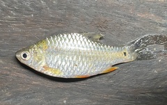 Puntius sophore