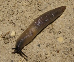 Krynickillus melanocephalus