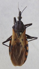 Triatoma dimidiata