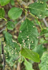 Eriophyes similis