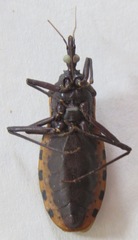 Triatoma dimidiata