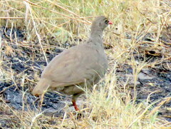 Pternistis adspersus