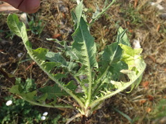 Crepis setosa