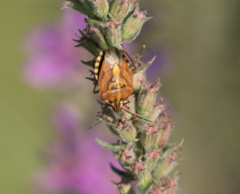 Carpocoris mediterraneus