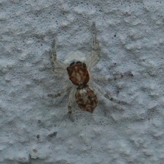 Menemerus semilimbatus