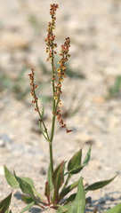 Rumex paucifolius